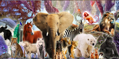 Meet Your Animal